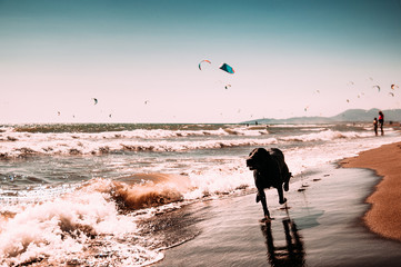 Dog running on beach, close to sea.