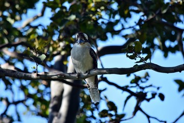 Kookaburra on the branch