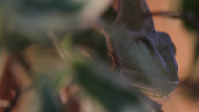 Watching a lizard in a pet store