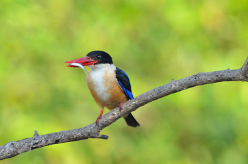 Kingfisher Halcyon pileata