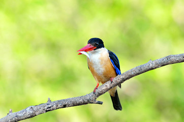 Kingfisher Halcyon pileata