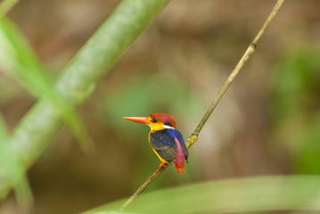 The birds in the wild Asia.
