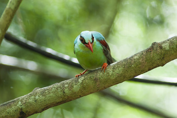 The birds in the wild Asia.