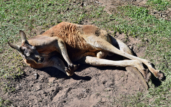  Wild red kangaroo lying on the grass