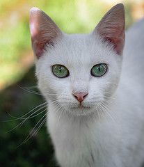 Cute white cat with green eyes, looking at camera