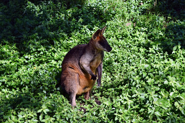 Wild wallaby kangaroo