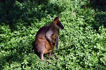 Crédence de cuisine en verre imprimé Kangourou Wild wallaby kangaroo