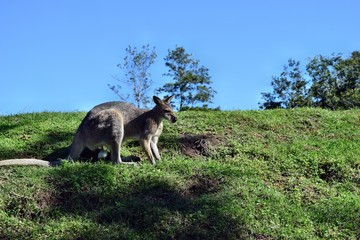 Wild young cute gray kangaroo