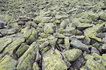 Lichen moss stone rock rough surface landscape texture background