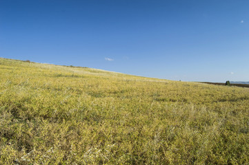Fototapeta premium Chickpeas that have begun to dry up at harvest time, natural chickpeas in dry chickpeas, 