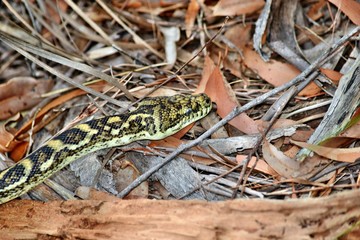 Australian snake coastal carpet python ( Morelia spilota mcdowelli)