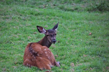 Young fallow deer resting on the grass looking at me, Trentino, Italy 