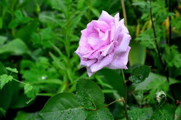 A lilac rose flower is covered with raindrops.