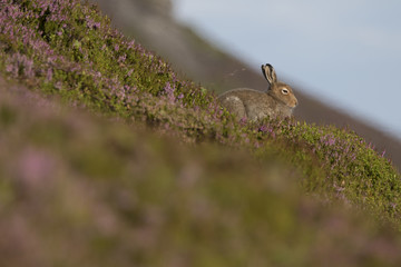 mountain hare