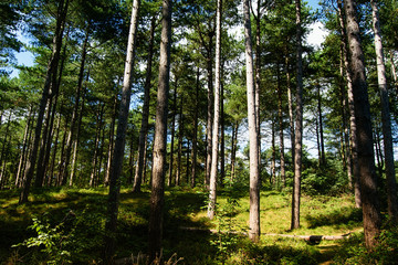 Pinewoods in Formby, Britain