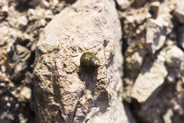 Sea snail on the rock