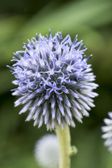 ヒゴタイ（ルリタマアザミ）