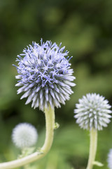 ヒゴタイ（ルリタマアザミ）