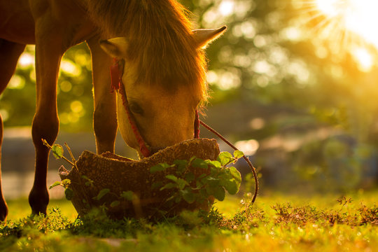 Brown horses eat breakfast on the farm. Morning sunrise.