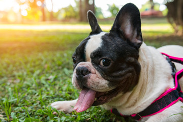 a lovely black and white french bulldog lie on the garden
