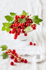 Red Currants over White Background