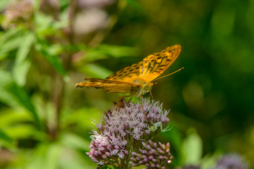 Kaisermantel auf einer Blüte