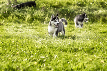  .Two husky puppy running around the meadow