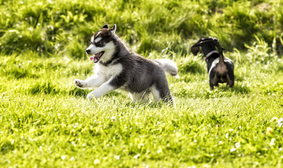 Puppies husky and taxes play on the grass.