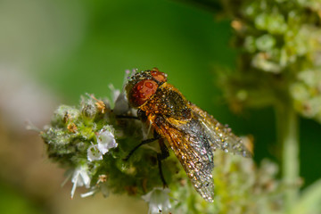 Fliege sitzt auf einer Blüte
