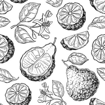 Bergamot vector seamless pattern drawing. Isolated vintage background of citrus fruit with flower and slice.
