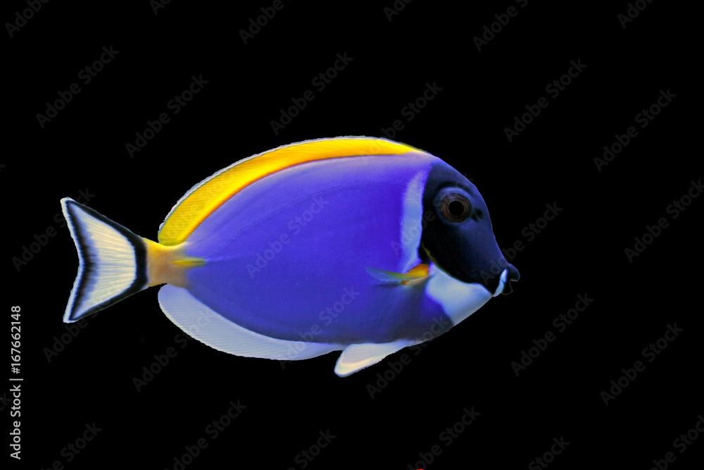 Sticker Powder Blue Tang (Acanthurus leucosternon) 