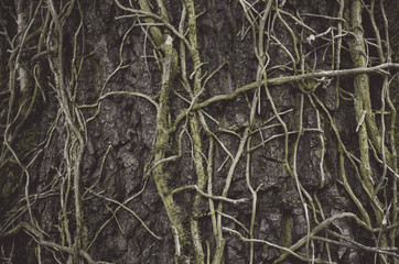 Focused green leaf in forest. Nature exotic illustration - 167662325