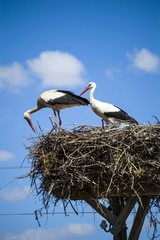 Storks in the nest, storks in the nest, making each other and showing love.
