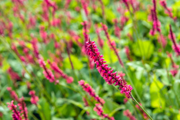 Blossoming Red Bistort flower spike from close