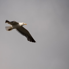 Möwe im Flug