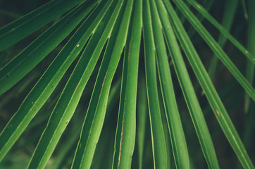 Focused green leaf in forest. Nature exotic illustration