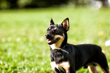 The Miniature Pinscher puppy, 1 year