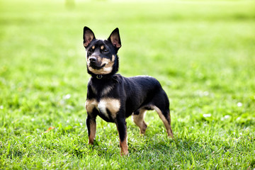The Miniature Pinscher puppy, 1 year