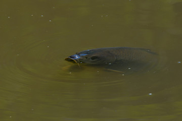 Karpfen schwimmen unter der Wasseroberfl&auml;che