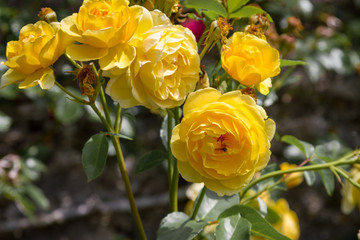 Rose at Compton Castle