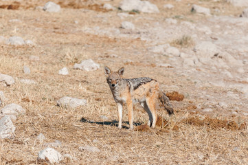 Black-backed jackal in elephant dung