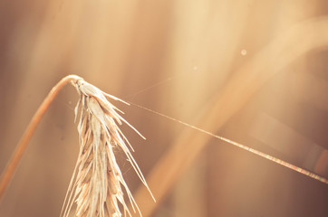 A wheat field, fresh crop of wheat. - 167663150