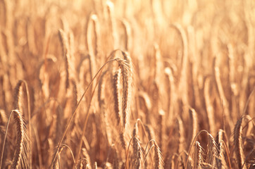 A wheat field, fresh crop of wheat. - 167663182