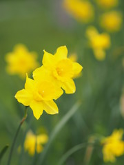 Obraz premium 黄水仙