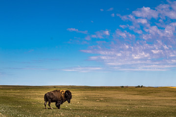 Lonely Buffalo