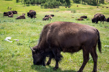 Grazing Buffalo