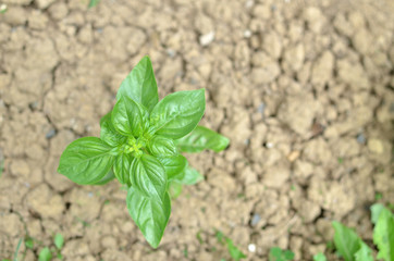 Plant of a basil growing on a garden soil