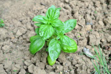 Plant of a basil growing in a garden