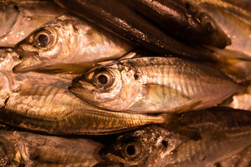鮮魚　魚市場でいろいろな魚を見てきました。