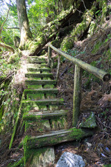 Staircase in the moss forest on Yakushima Island, Japan